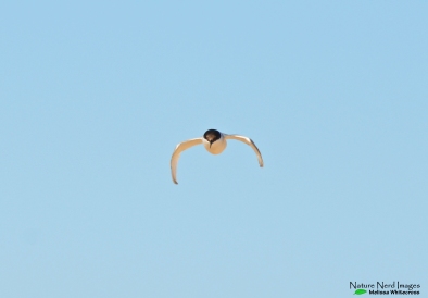 Damara tern defending her nest