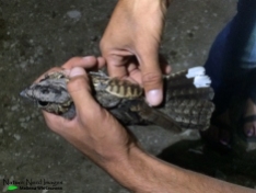 A nightjar in the hand is worth two in the bush