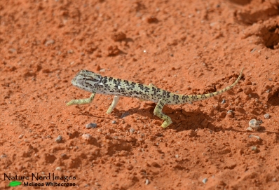 A slow flap-necked chameleon