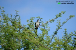 Jacobin cuckoo up in an Acacia