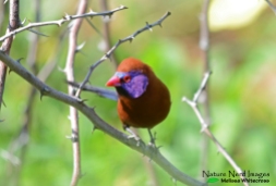 A handsome male violet-eared waxbill